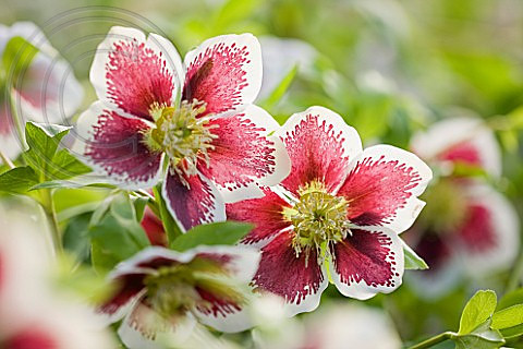 , HELLEBORUS X HYBRIDUS 'HARVINGTON WHITE SPOTTED SELECTION'