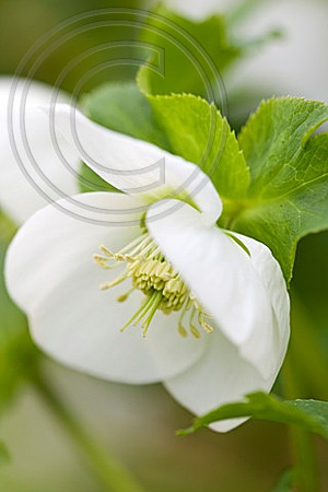 CLOSE UP OF HARVINGTON HELLEBORE -  HELLEBORUS 'HARVINGTON WHITES'