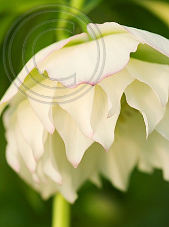 HELLEBORUS X HYBRIDUS HARVINGTON LARGE FILLED DOUBLE WHITE