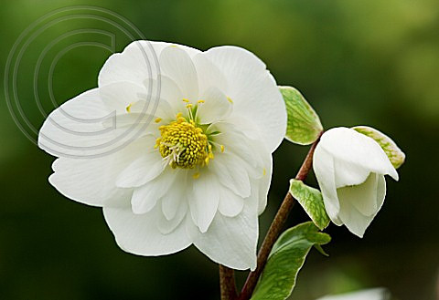 DOUBLE H.NIGER HELLEBORUS X HYBRIDUS HARVINGTON DOUBLE NIGER (CHRISTMAS ROSE)
