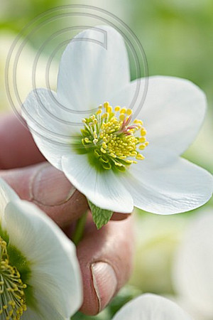 HARVINGTON HELLEBORES: HELLEBORE POLLINATION - NURSERYMAN HUGH NUNN HOLDS UP A CHRISTMAS ROSE - HELLEBORUS NIGER HARVINGTON HYBRIDS - CHRISTMAS ROSE