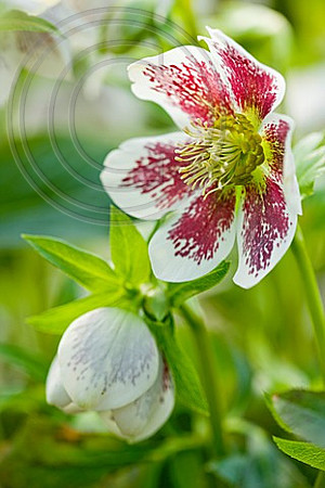 HELLEBORUS X HYBRIDUS WHITE SPECKLED