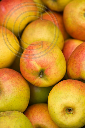56322 MALUS BLENHEIM ORANGE