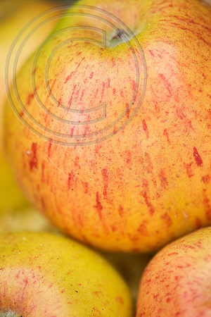 56328 MALUS OXFORD SUNRISE