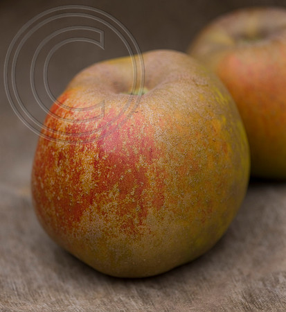 56330 MALUS OXFORD CONQUEST