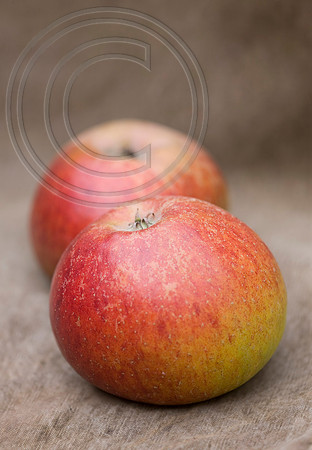 56332 MALUS SUNTAN