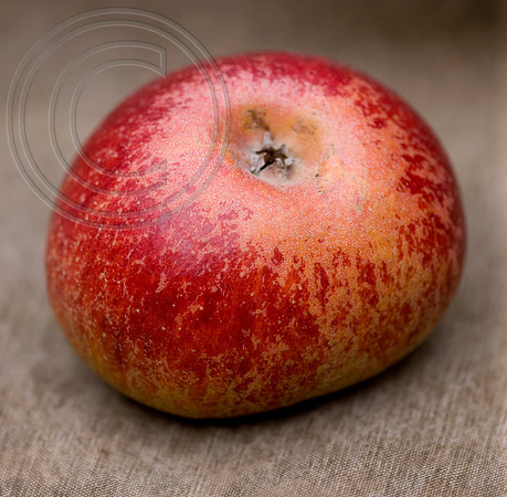 MALUS SUNTAN