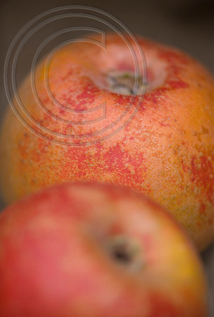 56353 MALUS ORLEANS REINETTE