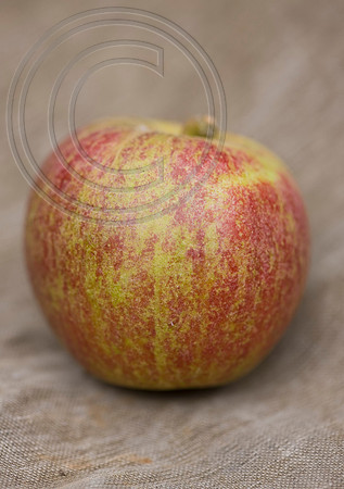 56387 MALUS TYDERMANS LATE ORANGE
