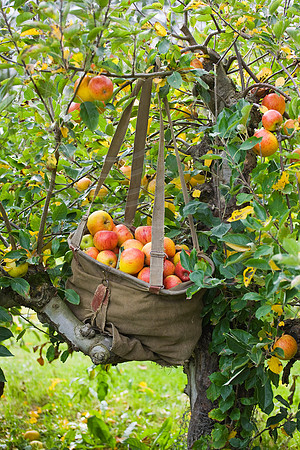 56410 TRADITIONAL APPLE BAG