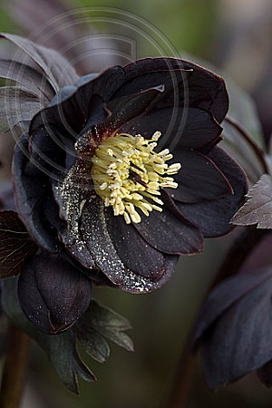 82942 HARVINGTON DOUBLE BLACK