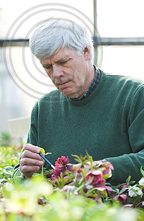 HARVINGTON HELLEBORES: HELLEBORE POLLINATION - NURSERYMAN HUGH NUNN POLLINATING THE FLOWERS OF HELLEBORES