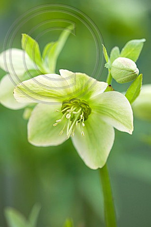 69580 H. LIGURICUS