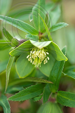 69583 H. Multifidus