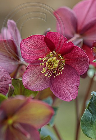 H.X LEMONNIERI MADAME LEMONNIER NIGER AND ORIENTALIS