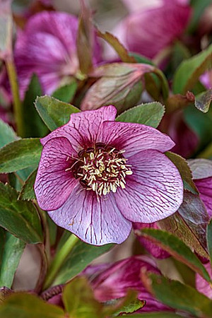 H. ORIENTALIS CREDALE STRAIN PICTON ORIENTALIS X NIGER