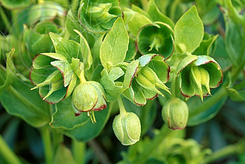 LIME GREEN FLOWERS OF HELLEBORUS FOETIDUS. HADSPEN GARDEN, SOMERSET