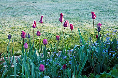 GRAVETYE MANOR, SUSSEX: TULIPS IN A BORDER IN EARLY SPRING