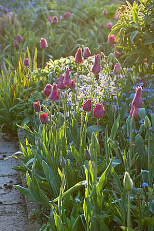 GRAVETYE MANOR, SUSSEX: EARLY MORNING SPRING LIGHT ON TULIP BORDER
