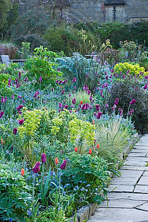 GRAVETYE MANOR, SUSSEX: EARLY MORNING SPRING LIGHT ON BORDER WITHG TULIPS AND EUPHORBIA