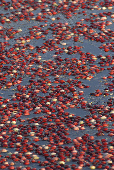 wet harvest cranberries