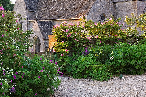 ASTHALL MANOR, OXFORDSHIRE: ROSES BY ASTHALL CHURCH