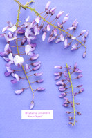 laurels nursery;PHOTOGRAPHER MICHELLE GARRETT