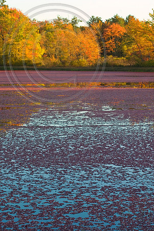 Cranberry lake fall