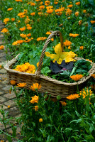 SUMMER BALLYMALOE KITCHEN GARDEN AND COOKERY SCHOOL; PHOTOGRAPHS MICHELLE GARRETT
