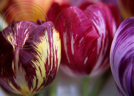 FLORISTS TULIPS