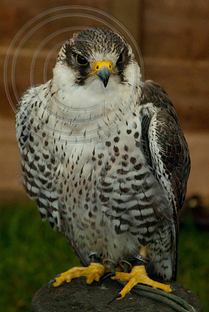 PERGRINE X GYR SAKER FALCON