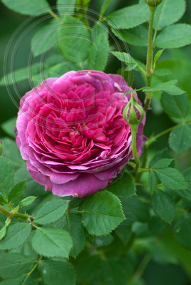 ROSE IN THE MAKING