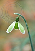 G 'GREEN TEAR' .