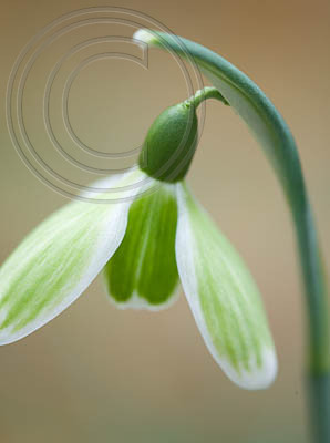 58126 G. GREEN TEAR