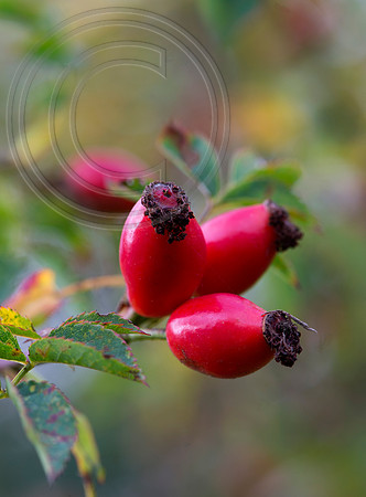 WILD ROSHIPS
