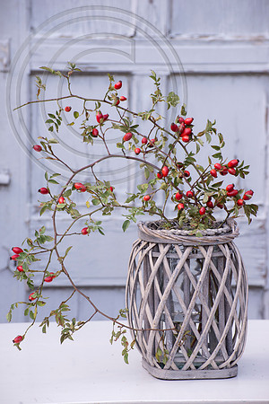 ROSEHIP ARRANGEMENT