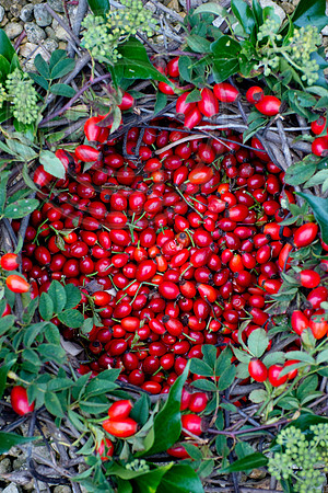 BASKET OF ROSEHIPS