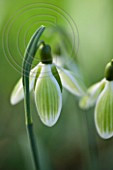 69320 G.' GREEN TEAR'