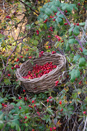 BASKET OF ROSEHIPS
