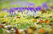 CROCUS TOMASINIANUS AT COLESBOURNE PARK, GLOUCESTERSHIRE