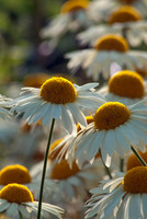HELMESLEY WALLED GARDEN, YORKSHIRE