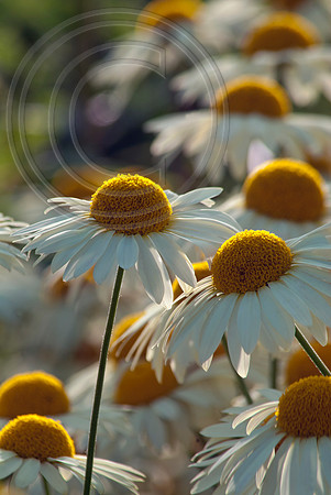 HELMESLEY WALLED GARDEN, YORKSHIRE