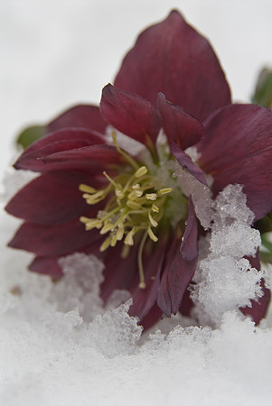 hybrid hellebore in te snow- helleborus hybrid'party dress group