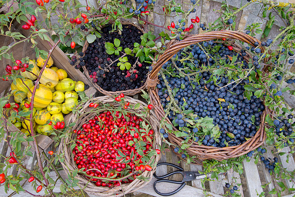 BASKETS OF HDEGEROW BERRIES