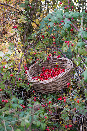 BASKET OF ROSEHIPS
