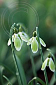 69321 G. 'GREEN TEAR'