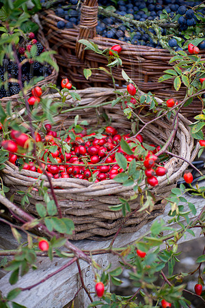 BASKET OF ROSEHIPS