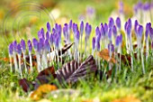 CROCUS TOMASINIANUS AT COLESBOURNE PARK, GLOUCESTERSHIRE