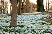 SNOWDROPS AT COLESBOURNE PARK, GLOUCESTERSHIRE