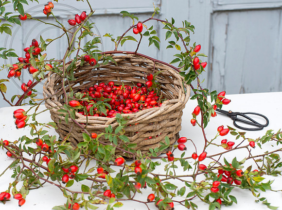 BASKET OF ROSEHIPS